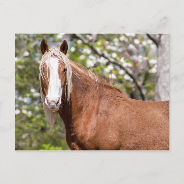 Carte postale (Devant)