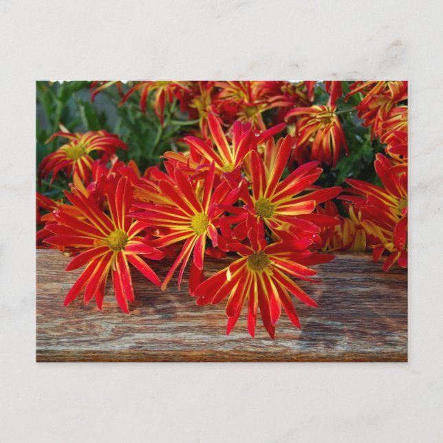 Carte postale (Devant)