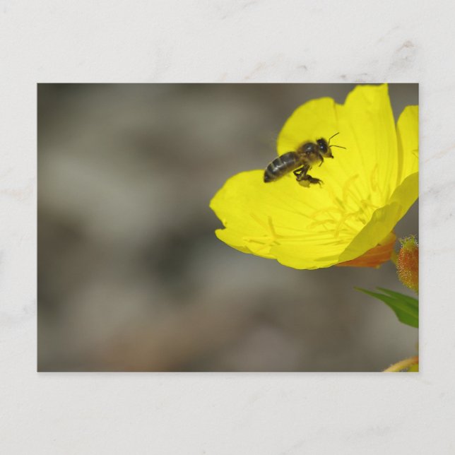 Carte postale (Devant)