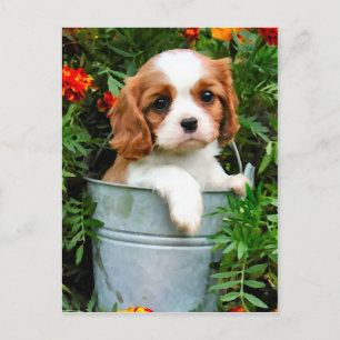 Carte postale