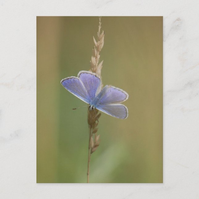 Carte postale (Devant)