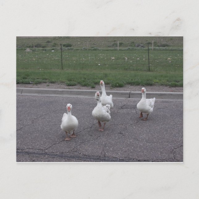 Carte postale (Devant)