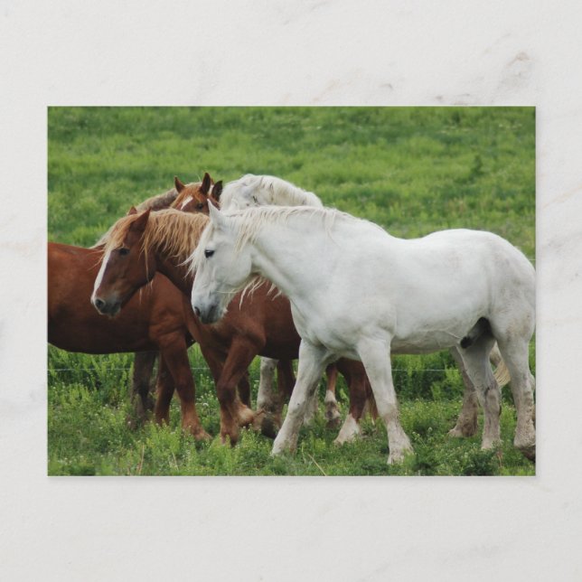 Carte postale (Devant)