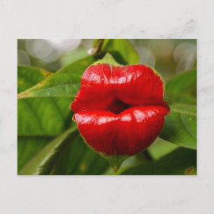 Carte postale