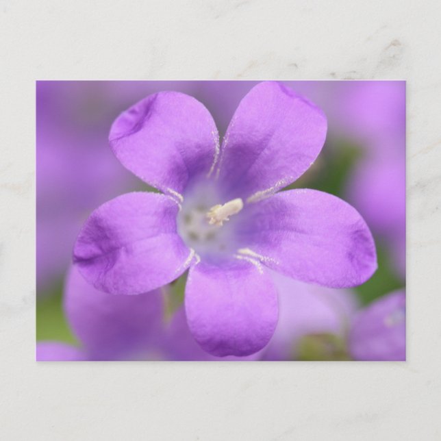 Carte postale (Devant)