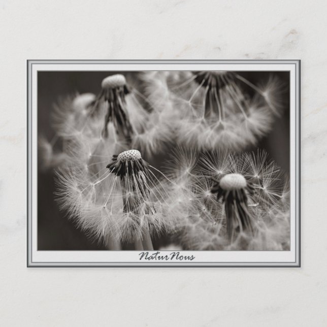 Carte postale (Devant)