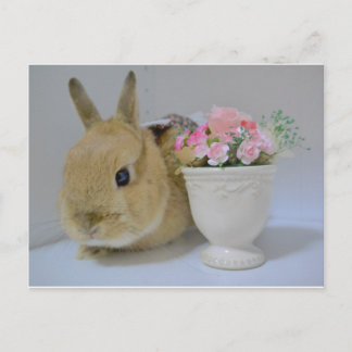 CARTE POSTALE か わ い い う さ ぎ