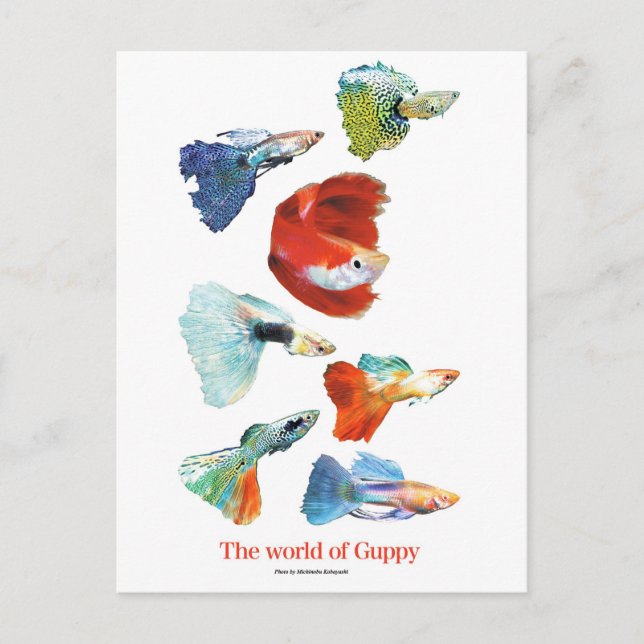 CARTE POSTALE グ\ ・ グ ズ (Devant)