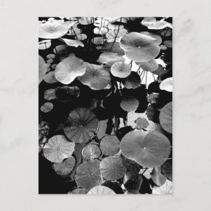 CARTE POSTALE 蓮 葉 の