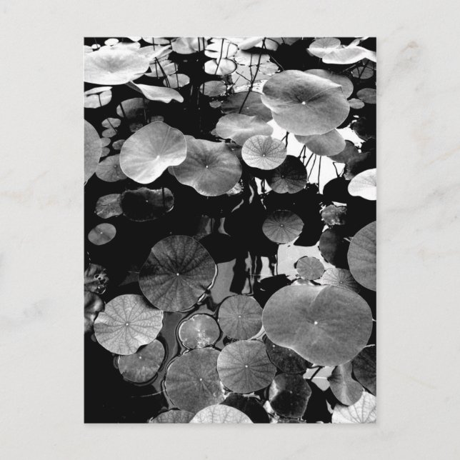 CARTE POSTALE 蓮 葉 の (Devant)