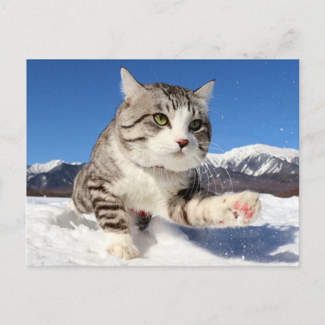 CARTE POSTALE 野良猫ニャン吉【肉球全開！】 (Devant)