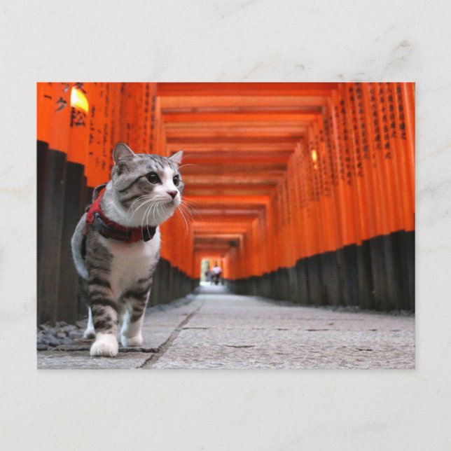 CARTE POSTALE 野 良 猫 ニ ャ 伏 見 ン 吉   稲   (Devant)
