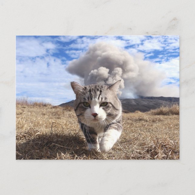 CARTE POSTALE 野 良 猫 ニ ャ 活 ン 動 吉    (Devant)