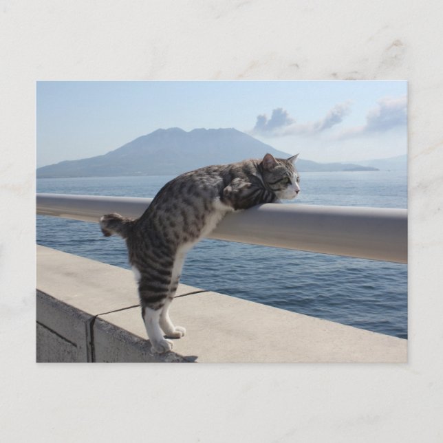 CARTE POSTALE 野 良 猫 ニ ャ 錦 江 ン 吉 湾  と     (Devant)