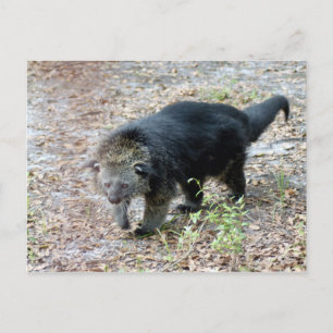 Carte Postale 003Bearcat