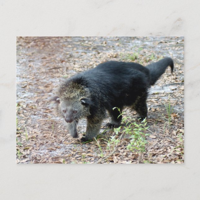Carte Postale 003Bearcat (Devant)