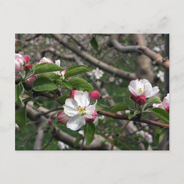 Carte Postale 02 Apple Blossoms Winchester VA Postcard (Devant)