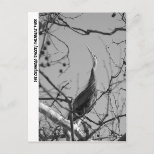 CARTE POSTALE 040510-9-APC