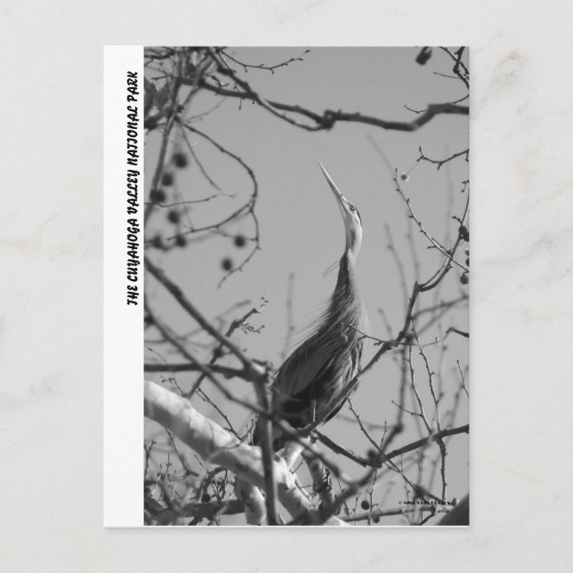 CARTE POSTALE 040510-9-APC (Devant)