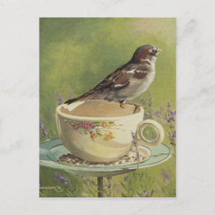 Carte postale 0470 Sparrow