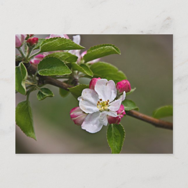 Carte Postale 04 Apple Blossoms Winchester VA Postcard (Devant)
