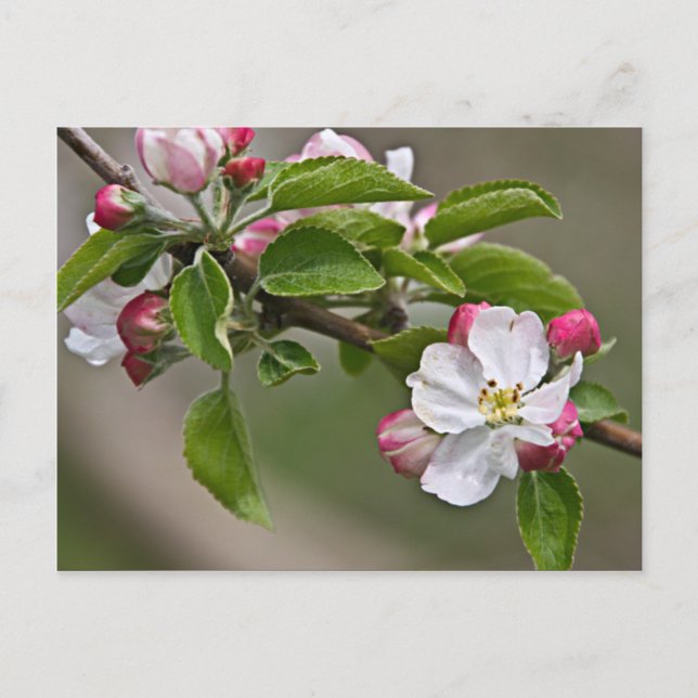 Carte Postale 05 Apple Blossoms Winchester VA Postcard (Devant)