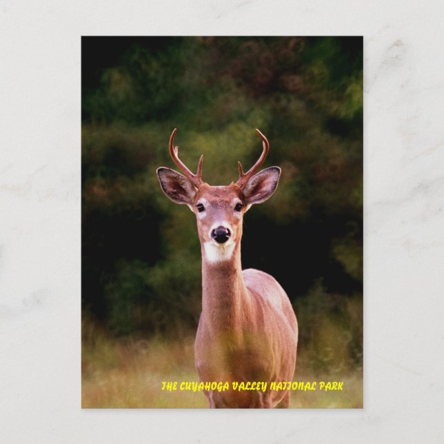 CARTE POSTALE 070306-34-APC (Devant)