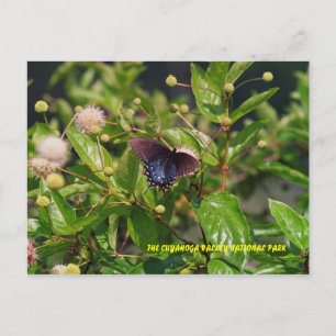 CARTE POSTALE 080706-6PC