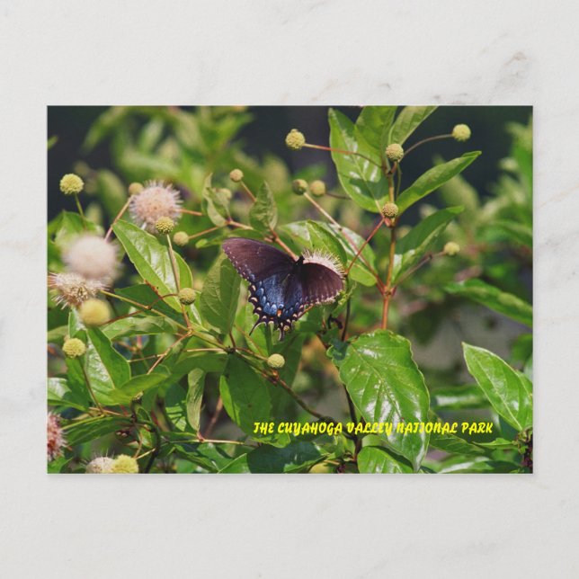 CARTE POSTALE 080706-6PC (Devant)