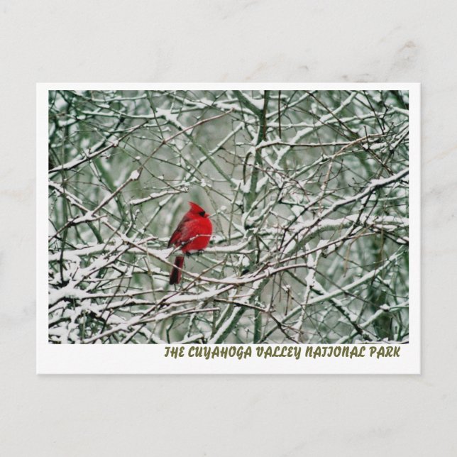 CARTE POSTALE 080806-25-APC (Devant)