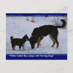 Carte Postale 0WCB_boy, ...