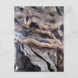 Carte Postale 1000 Jahre älter Olivenbaum