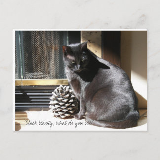 Carte Postale 100_0305, Black beauty, what do you see?