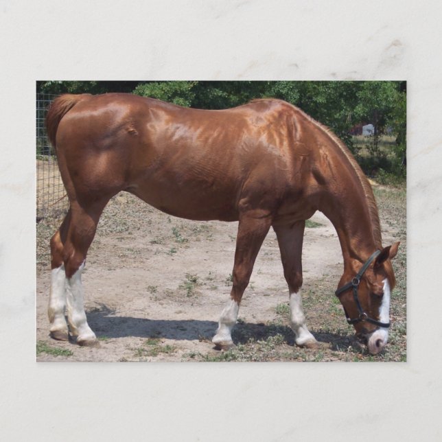 CARTE POSTALE 100_0464 (Devant)