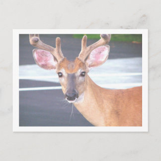 CARTE POSTALE 100_0606