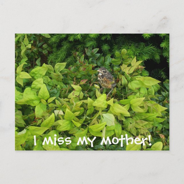 Carte Postale 100_1805, ma mère me manque ! (Devant)