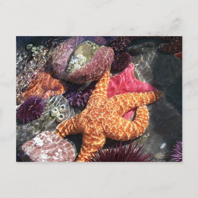CARTE POSTALE 100_3063 (Devant)