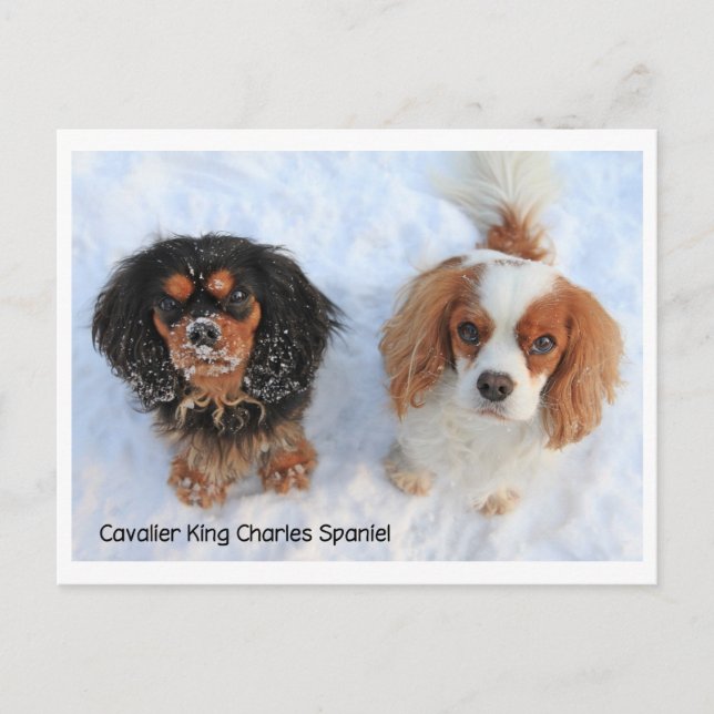 Carte Postale 1011-M-swissdoggies 6 (Devant)
