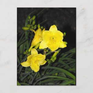 Carte Postale ~ 10 été ~