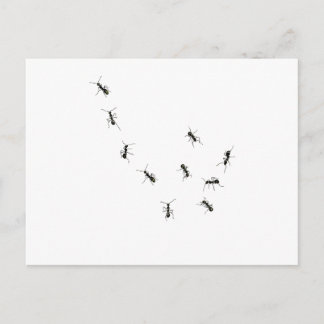 Carte Postale 10 fourmis