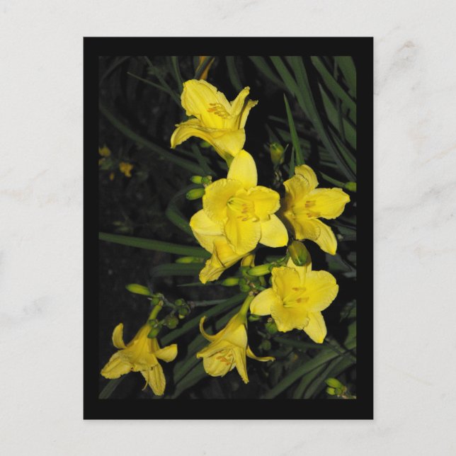 Carte Postale ~ 11 été ~ (Devant)