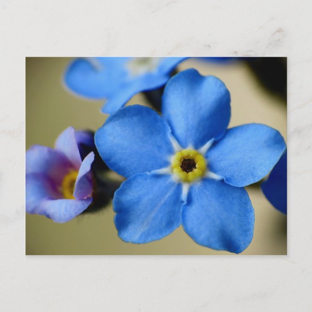Carte postale 11 Forget-Me-Nots (Devant)