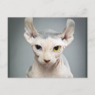 Carte Postale 11 Sphinx Cat