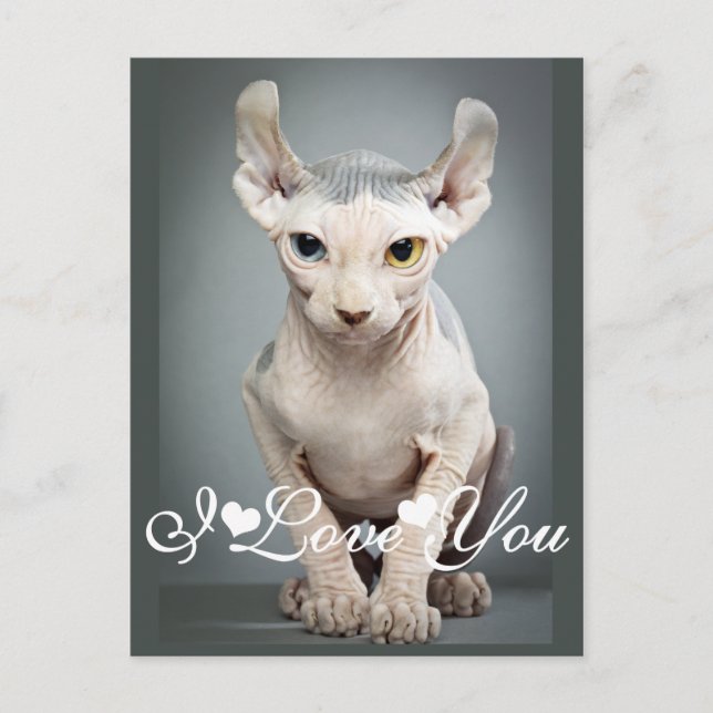 Carte Postale 11 Sphinx Cat Photo Image I Love You (Devant)