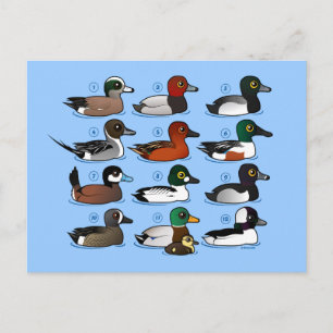 Carte Postale 12 Canards