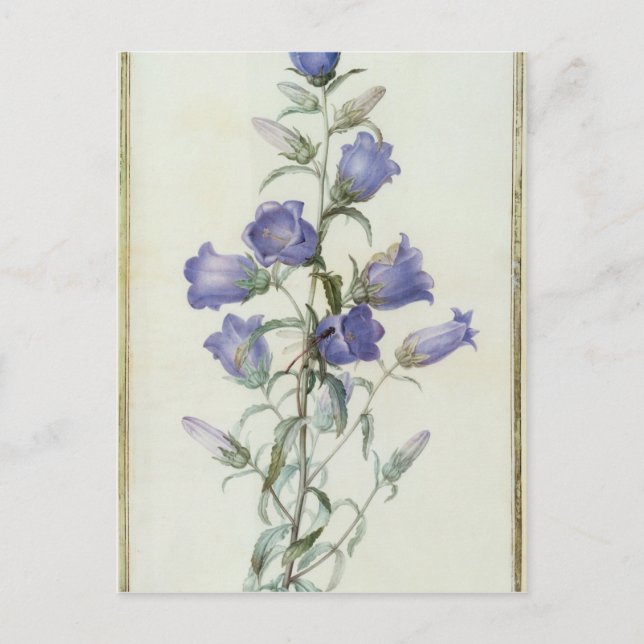 Carte Postale 15:Campanula : Moyen 1787 (Devant)