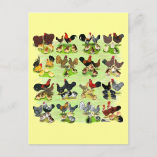 Carte Postale 16 familles de poulet