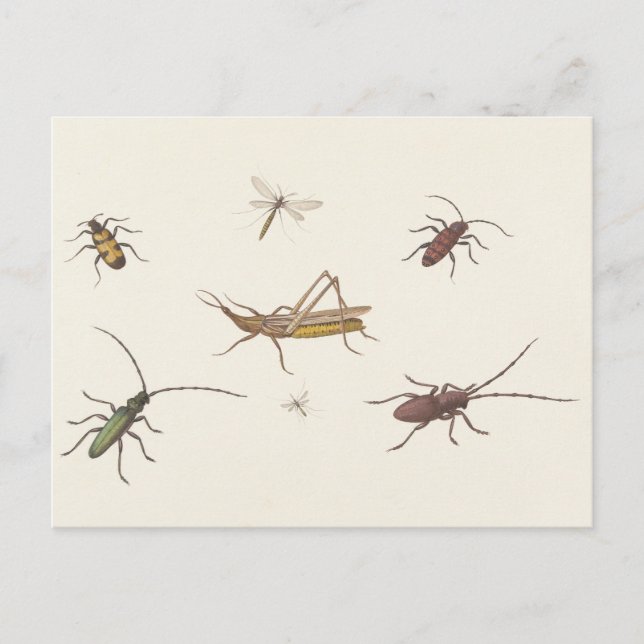 Carte Postale 17th C. Beaux-Arts Croquis de sept insectes différ (Devant)