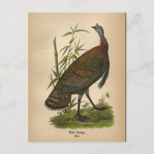 Carte postale 1890 Bird Wild Turkey