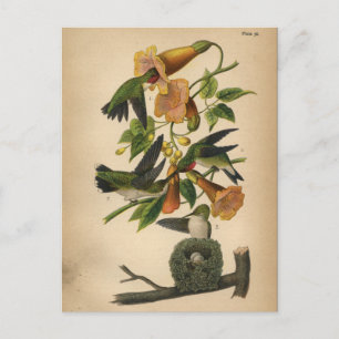 Carte postale 1890 d'oiseaux Colibri à gorge rubis